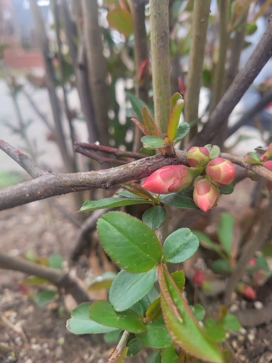 How Daily(ish) Journaling Revealed The Pattern - MoonShadow Creations